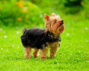 Denning Farms Yorkshire Terrier - Dog Breeders