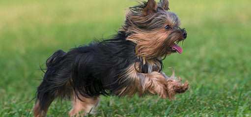 Baby Doll Yorkie Puppies - Dog Breeders