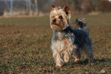 Little Yorkie Wonderland - Dog Breeders