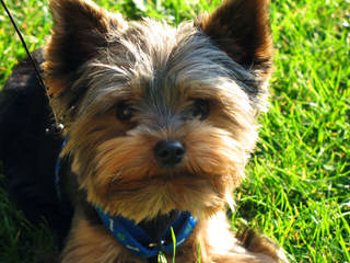 Biewer Yorkshire Terrier A La Pom Pon - Dog Breeders