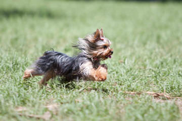 Yorkie’s, Puggles & More - Dog Breeders