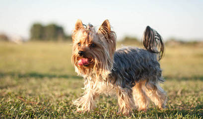 Yorkie Luv - Dog and Puppy Pictures