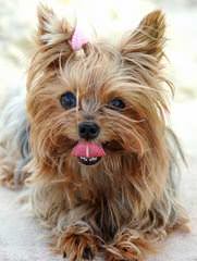 Little Yorkie Wonderland - Dog and Puppy Pictures