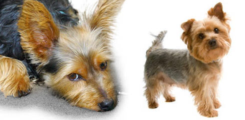 Yorkie (Yorkshire Terrier) Puppies - Dog Breeders