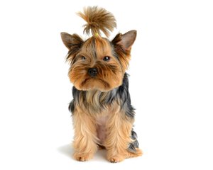 Highsteppin’ Kennel Yorkshire Terriers - Dog and Puppy Pictures