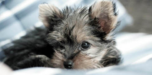 Chamriah Yorkshire Terrier and Pomeranian - Dog and Puppy Pictures