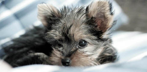 Yorkshire Terrier – Paul - Dog and Puppy Pictures