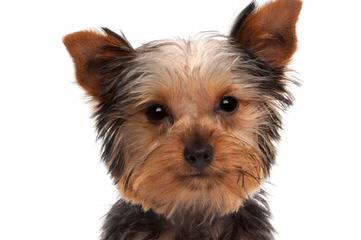 Adorable Toy Yorkies! Only 2 Left! - Dog and Puppy Pictures