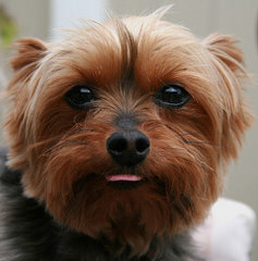 Quality Yorkshire terriers - Dog Breeders