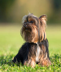 Quality Yorkshire terriers - Dog Breeders