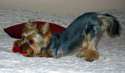 Champion Yorkies Puppies - Dog and Puppy Pictures