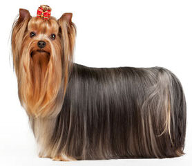 Living Doll Yorkies - Dog Breeders