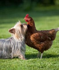 Champion Yorkies Puppies - Dog Breeders