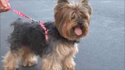 Priceless Yorkie Puppy - Dog Breeders