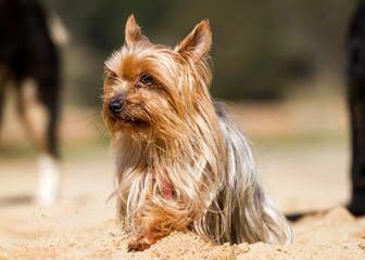 Tiny And Teacup Akc Particolored Yorkies, Yorkipoos & Biewers - Dog Breeders