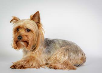 Denning Farms Yorkshire Terrier - Dog and Puppy Pictures