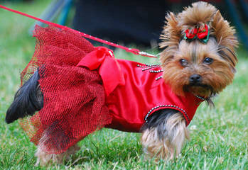 Yorkie Miniature 3 Boys 1 Girl - Dog Breeders