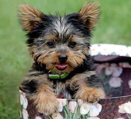 West Alabama Yorkies - Dog Breeders