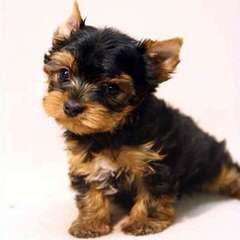 Akc Quality Yorkshire Terrier And Biewer Puppies - Dog and Puppy Pictures