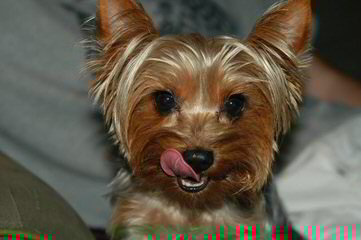 Yorkshire Terrier Pups - Dog Breeders