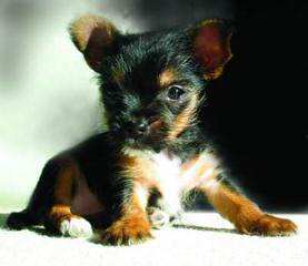 Champion Yorkies Puppies - Dog Breeders