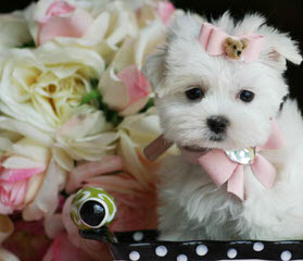 Maltese,Havanese,Yorkie And Morkie Breeder - Dog and Puppy Pictures