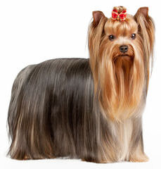 North Country Kennels – Purebred Bichon Frise And Yorkshire Terriers - Dog and Puppy Pictures