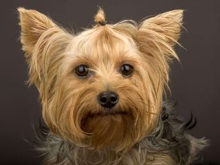 Quality Yorkshire terriers - Dog Breeders