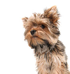 Yorkie Miniature 3 Boys 1 Girl - Dog Breeders