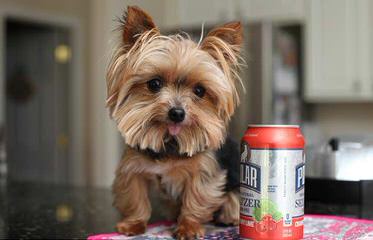 Yorkies - Dog Breeders