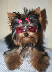 Adorable Toy Yorkies! Only 2 Left! - Dog and Puppy Pictures