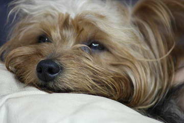 Litter Trained Reg. Yorkshire Terrier Pups - Dog Breeders
