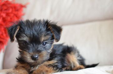 Sunrise Yorkies And Maltese - Dog Breeders