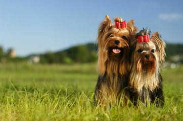 Candy’s Yorkies - Dog and Puppy Pictures