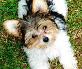 Baby Doll Yorkie Puppies - Dog Breeders