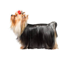 Small Yorkshire Terrier Female - Dog Breeders