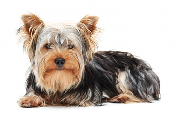 Picture Perfect Yorkies - Dog Breeders