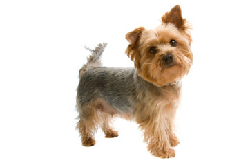 Yorkie Puppies - Dog Breeders