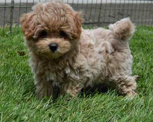 Shorkie Tzu Puppies From Purebred Akc Parents - Dog and Puppy Pictures