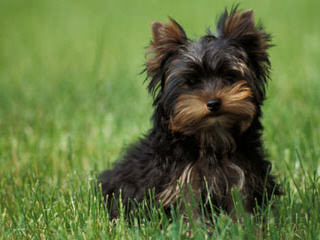 Small Yorkshire Terrier Female - Dog Breeders