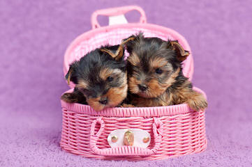 California Yorkie Puppy - Dog Breeders