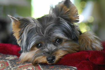 Little Yorkie Wonderland - Dog and Puppy Pictures