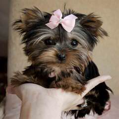 premier pups - Dog Breeders