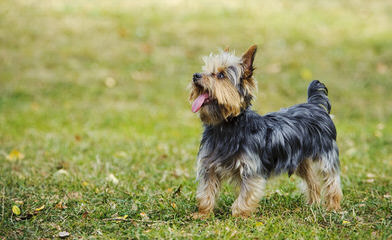 Yorkshier Terriers - Dog and Puppy Pictures