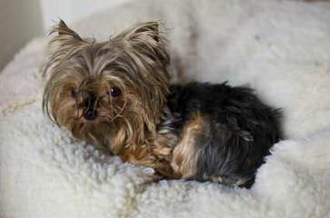 Yorkie Puppies - Dog Breeders