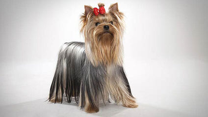 Yorkies,Yorkiepoos,Morkies Ready For Adoption - Dog Breeders