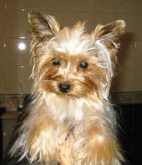 Tiny Genius Yorkies - Dog Breeders