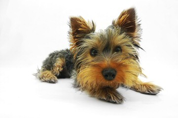 Silky Terrier Puppies - Dog and Puppy Pictures