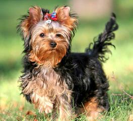 Yorkie Luv - Dog Breeders