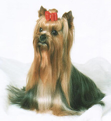 Quality Yorkshire terriers - Dog Breeders